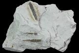 Ediacaran Aged Fossil Worms (Sabellidites) - Estonia #73508-1